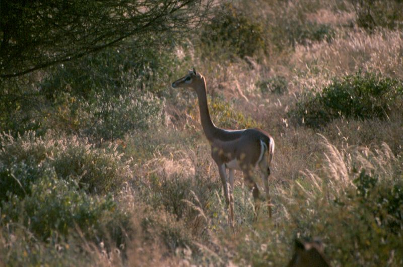 1-13 gerenoek - Samburu national reserve
